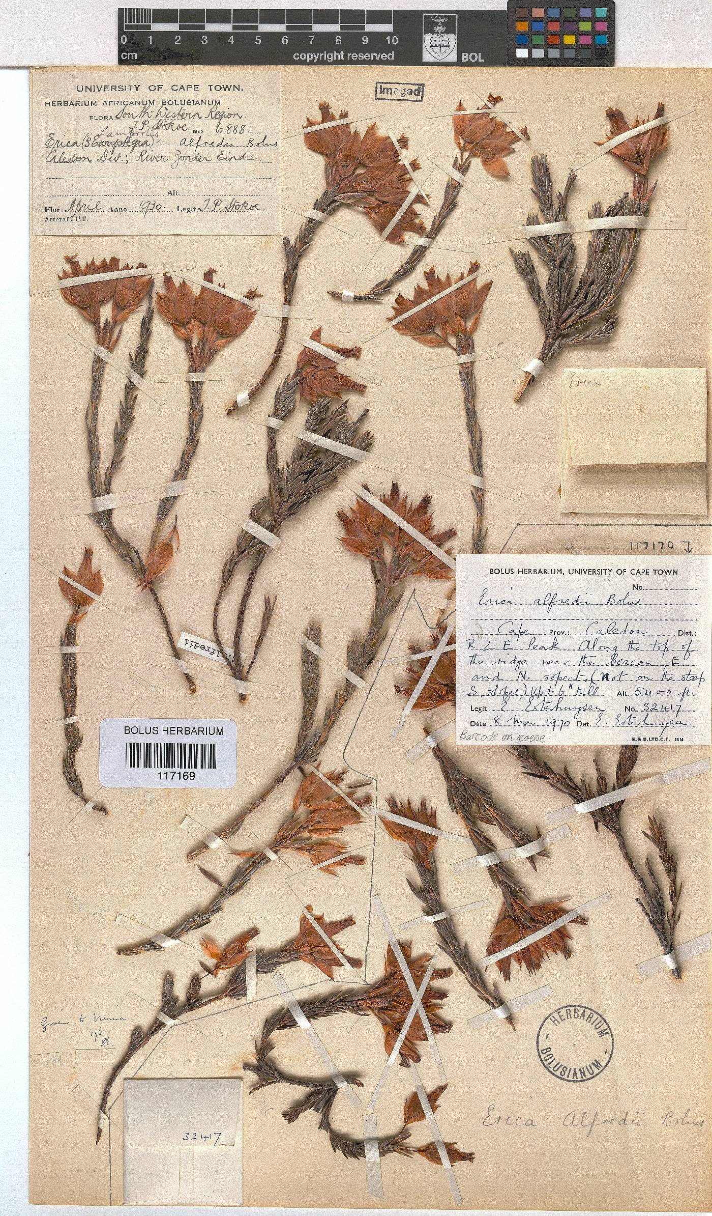 Erica alfredii image