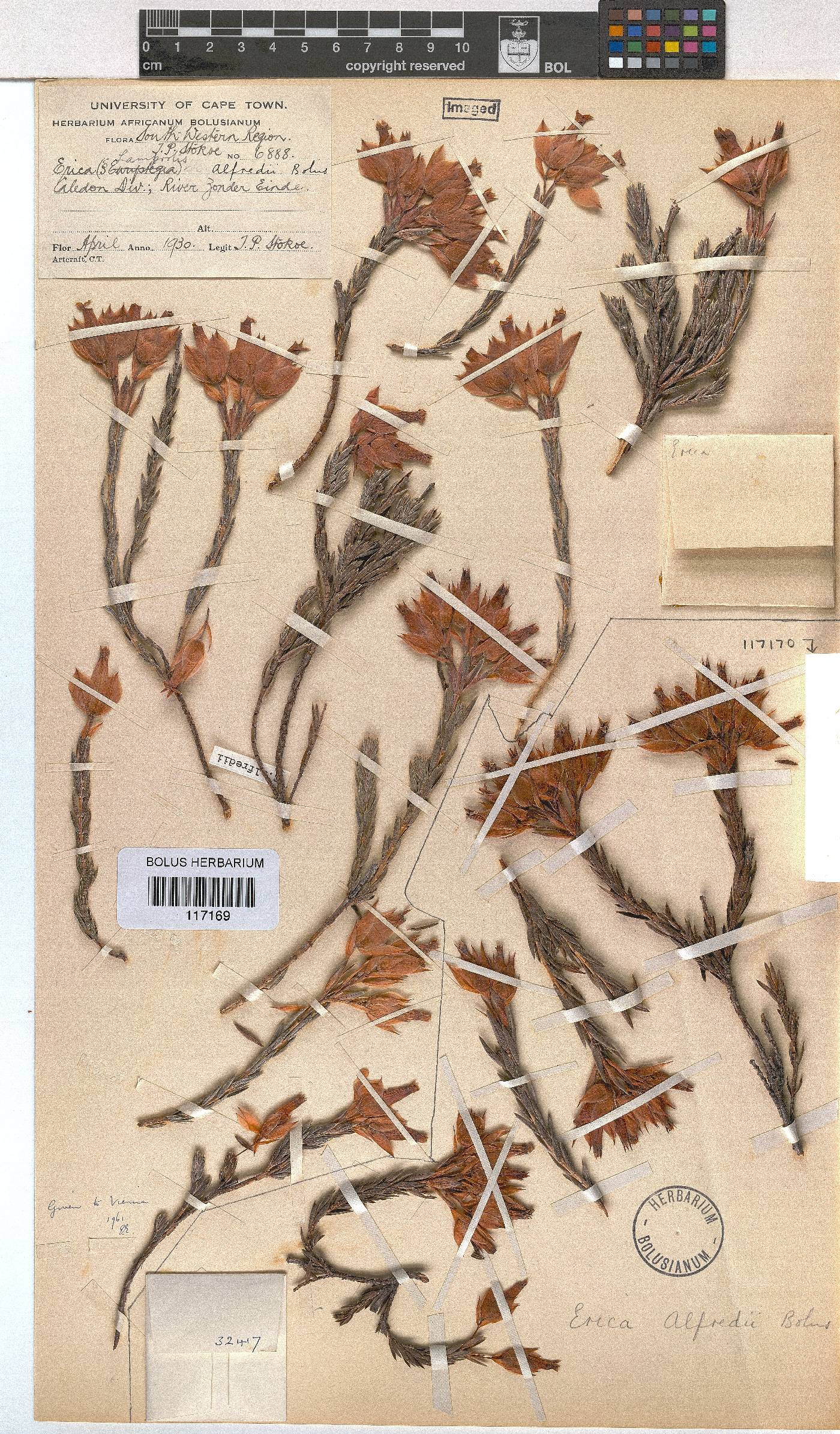 Erica alfredii image