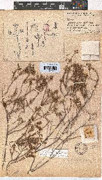 Erica alexandri subsp. alexandri image