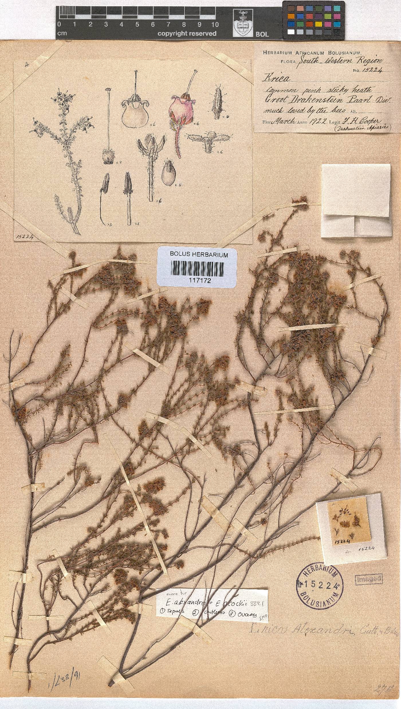 Erica alexandri image