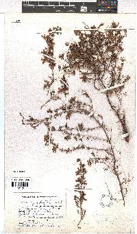 Erica cyrilliflora image