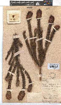 Erica abietina subsp. diabolis image