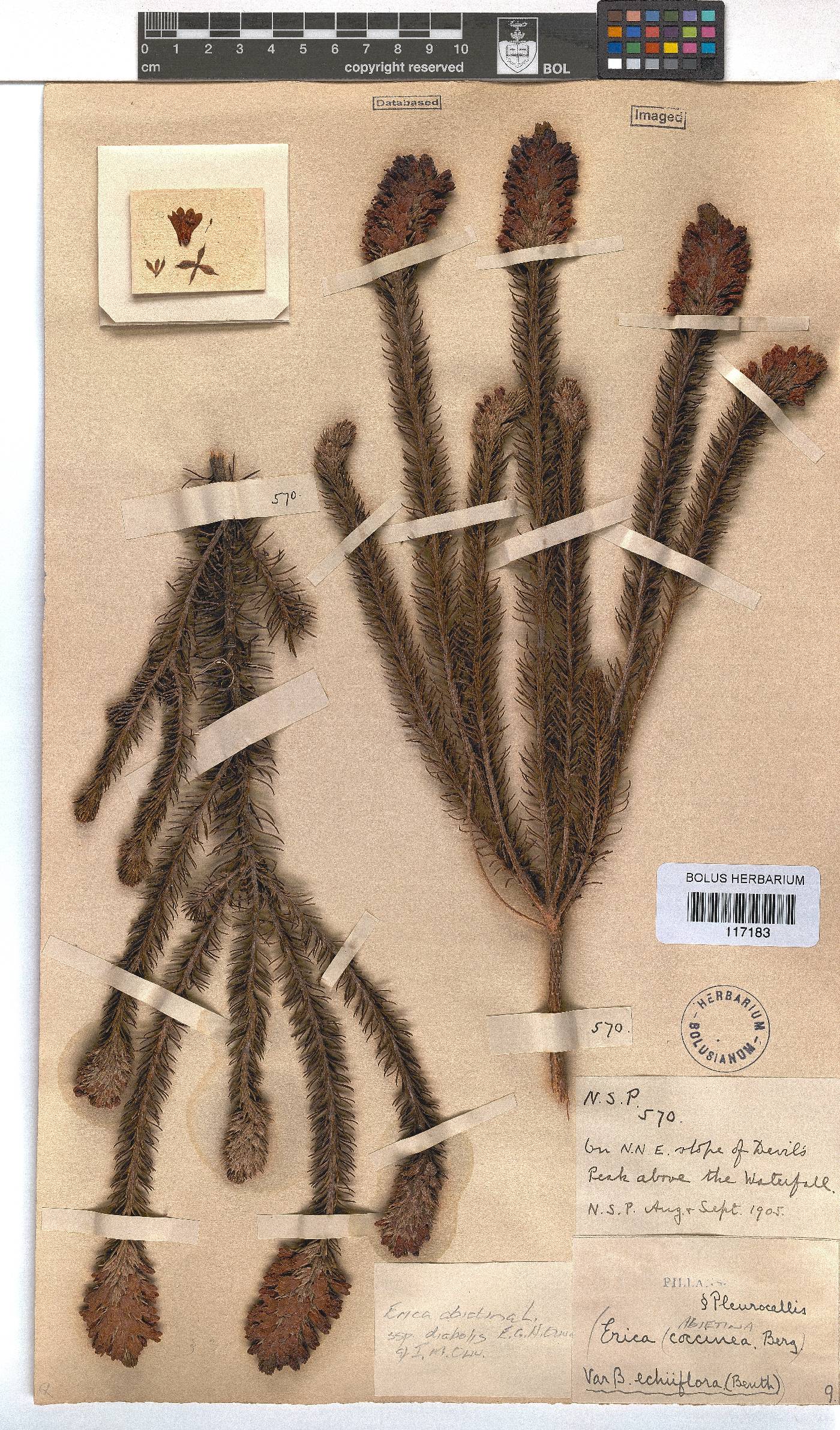 Erica abietina subsp. diabolis image