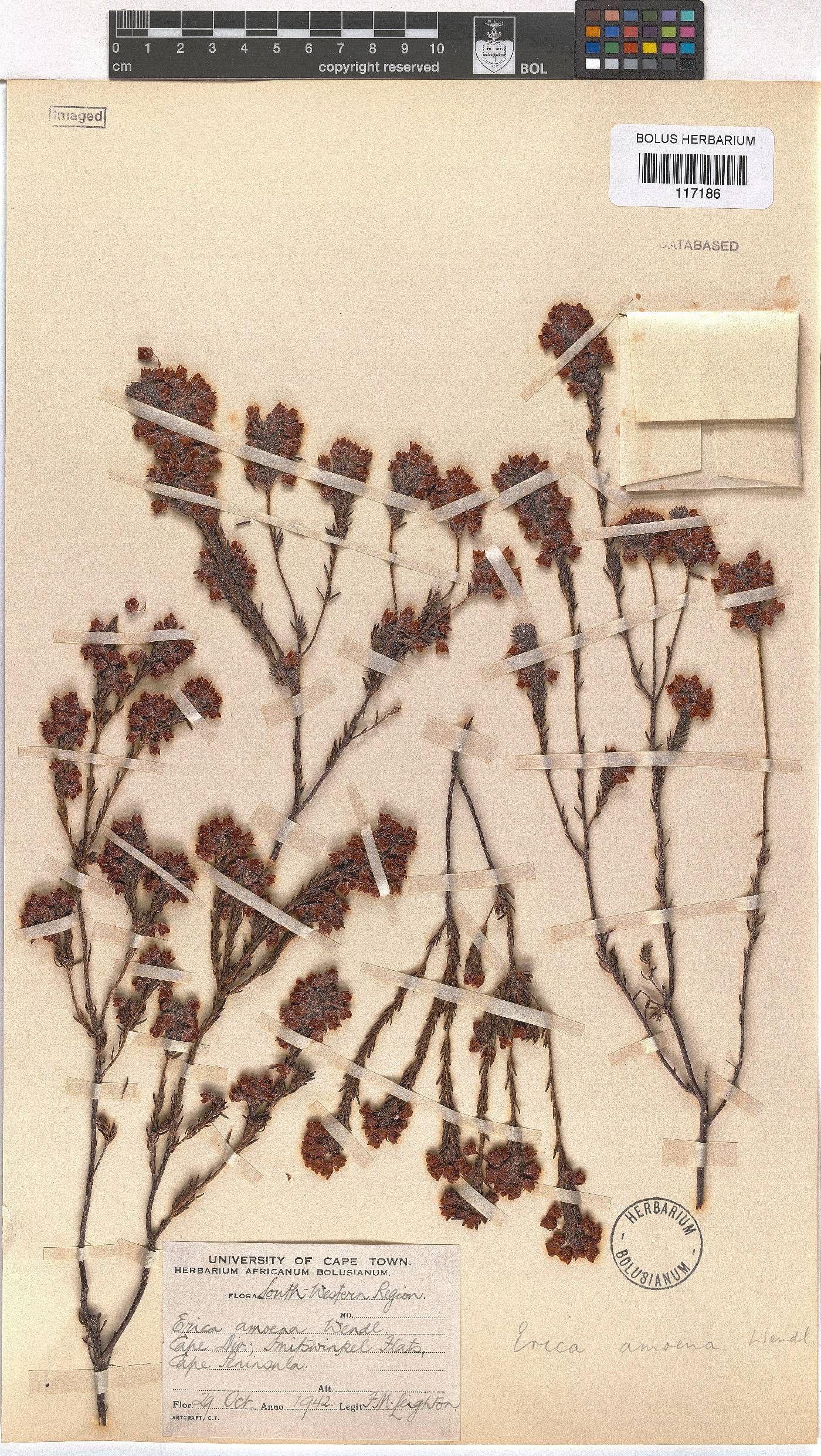 Erica amoena image