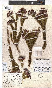 Erica atrovinosa image