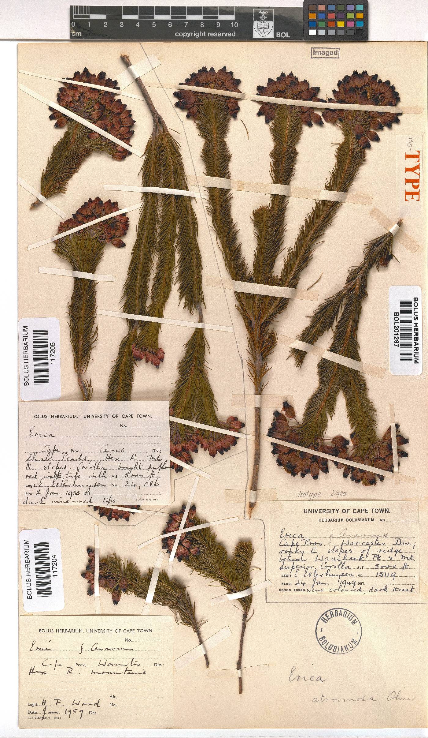 Erica atrovinosa image