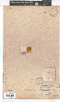 Erica cyrilliflora image