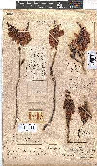 Erica bauera subsp. bauera image