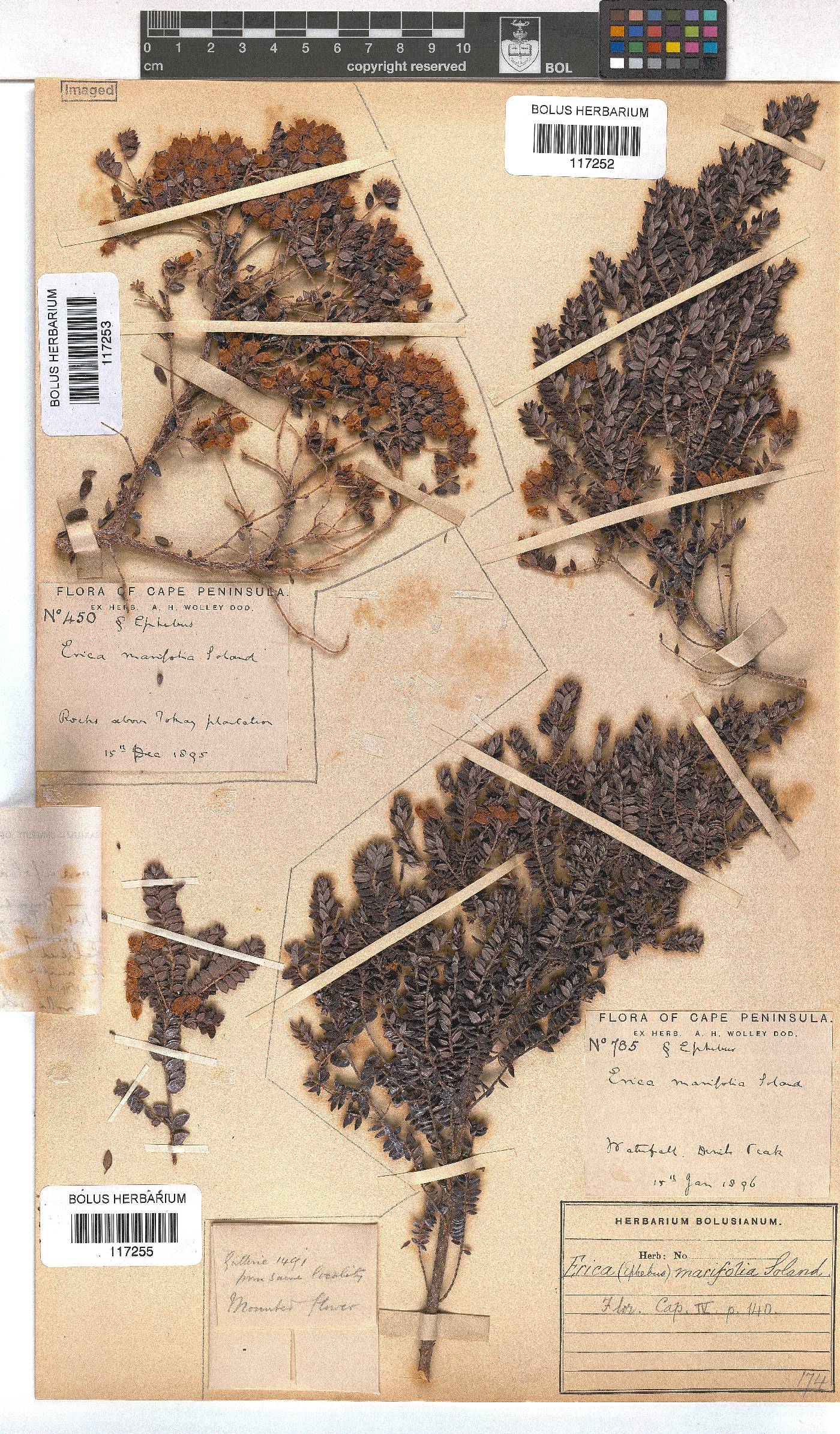Erica marifolia image