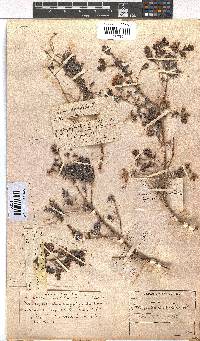 Erica marifolia image