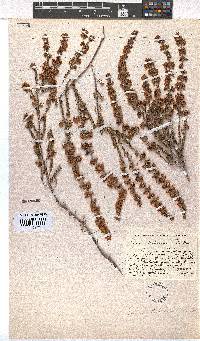 Erica bolusiae image