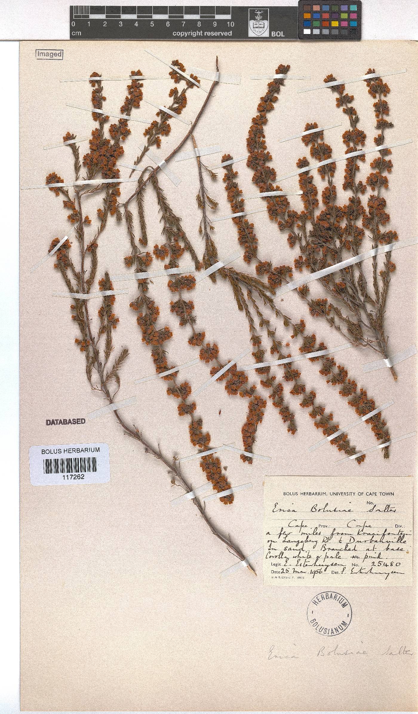 Erica bolusiae var. bolusiae image