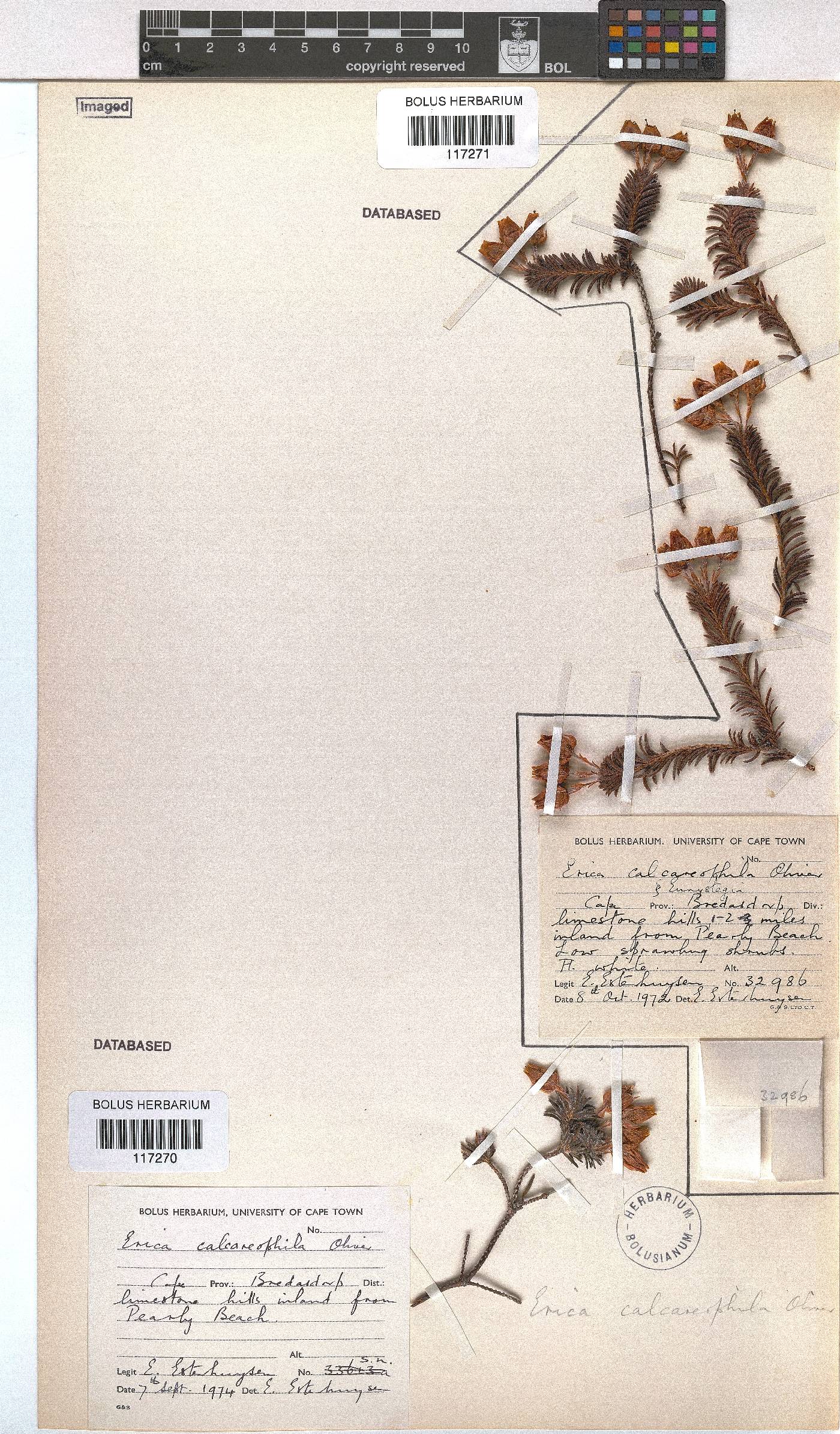 Erica calcareophila image