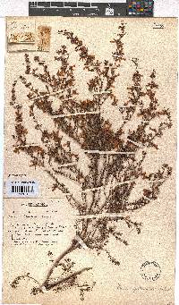 Erica cyrilliflora image