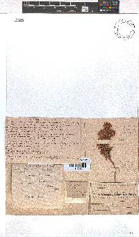 Erica cyrilliflora image