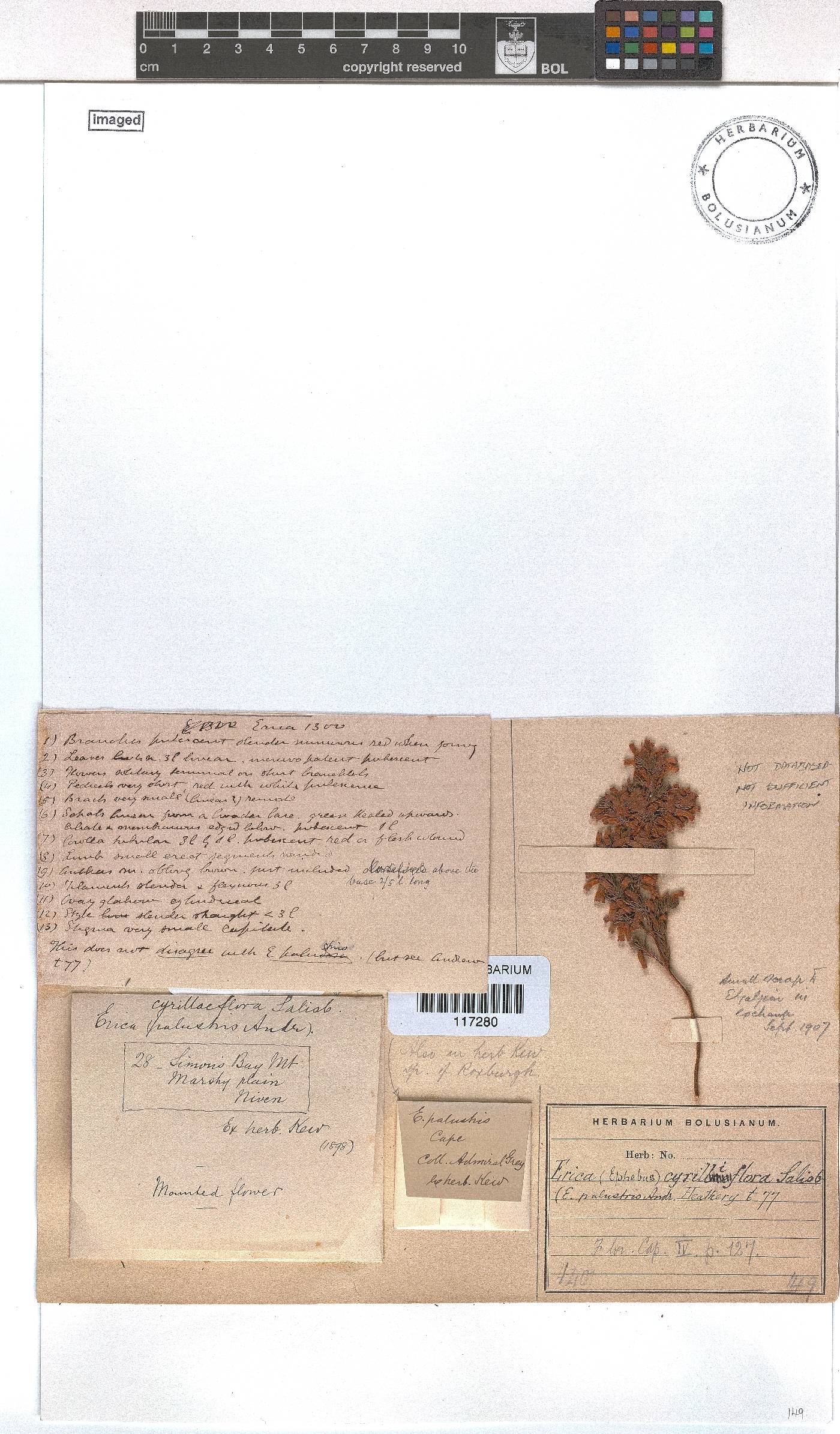 Erica cyrilliflora image