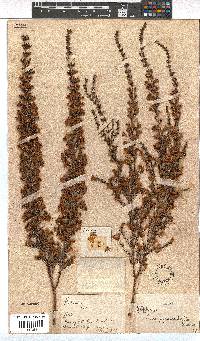 Erica pyramidalis image