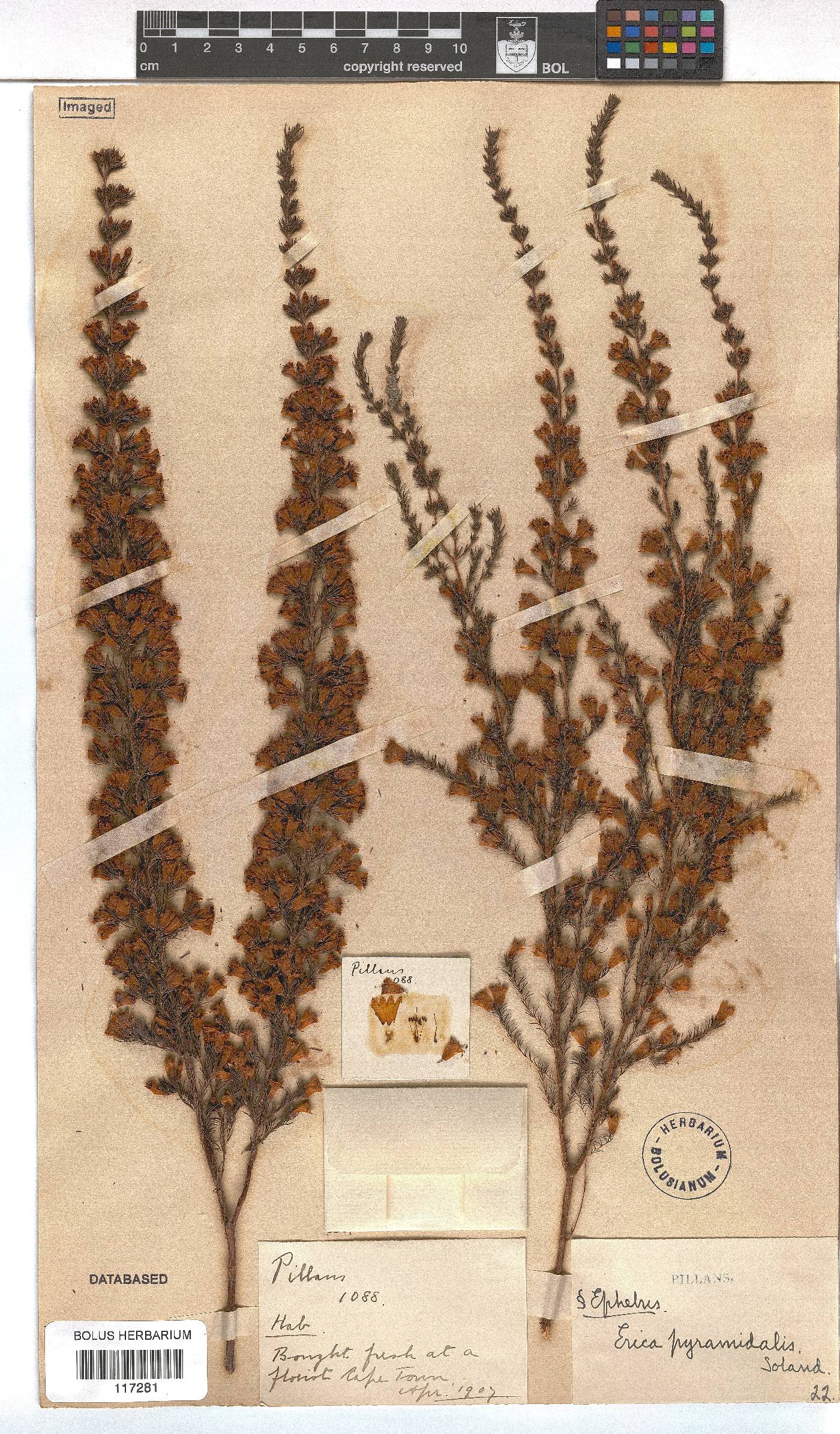 Erica pyramidalis var. pyramidalis image