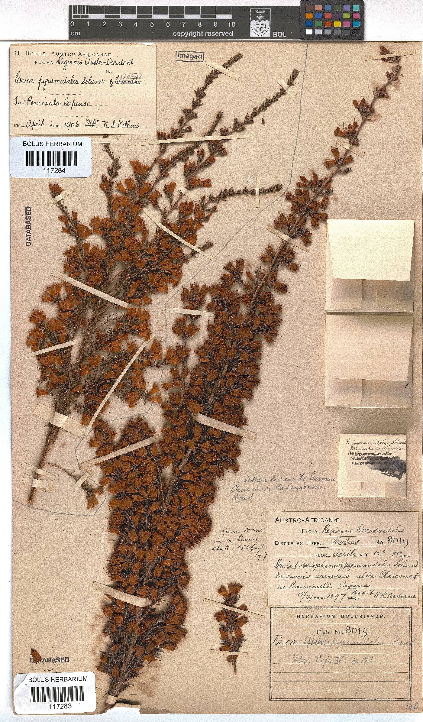 Erica pyramidalis image