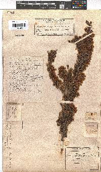 Erica pyramidalis image