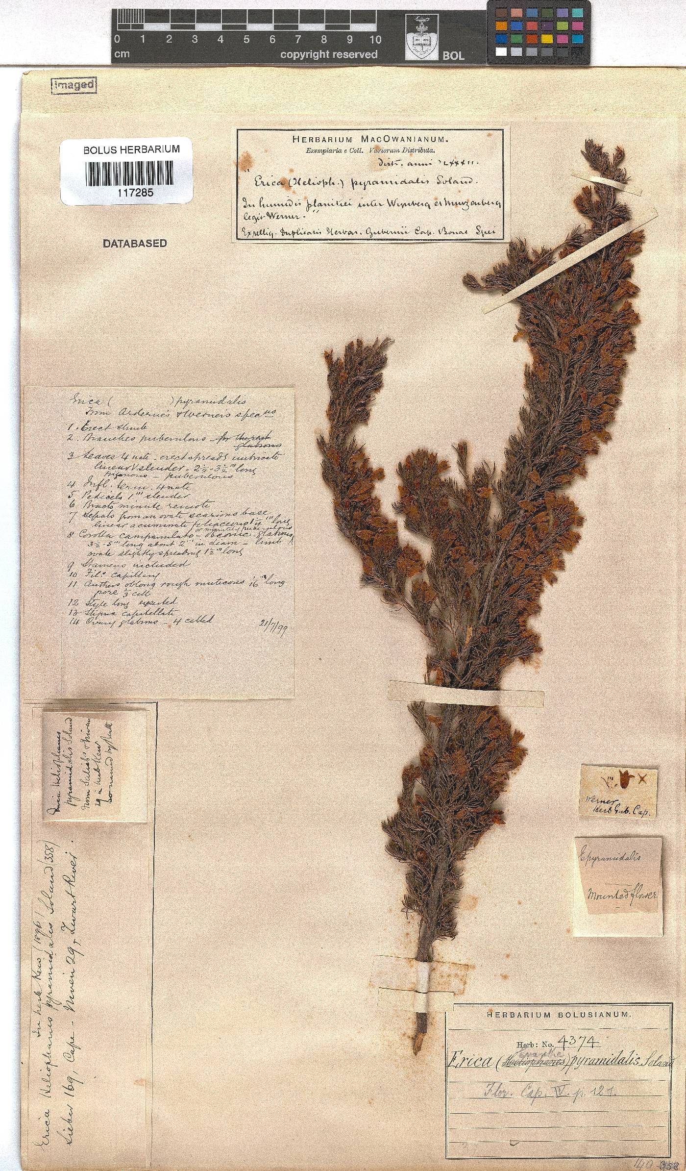 Erica pyramidalis var. pyramidalis image