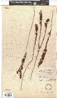 Erica chrysocodon image