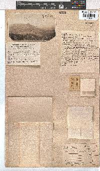 Erica caledonica image