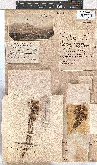 Erica caledonica image