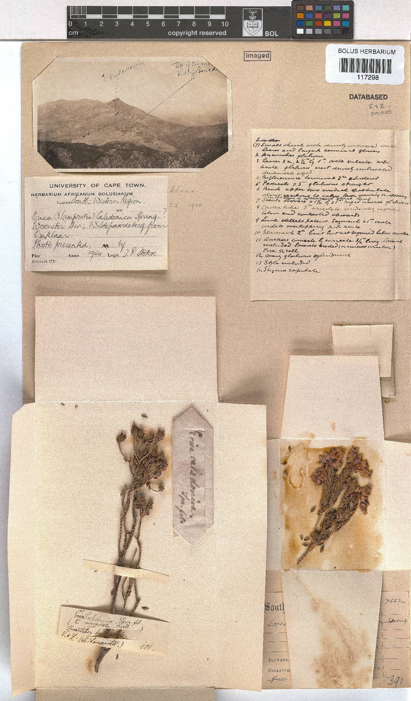 Erica caledonica image