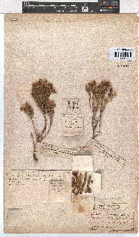 Erica caledonica image