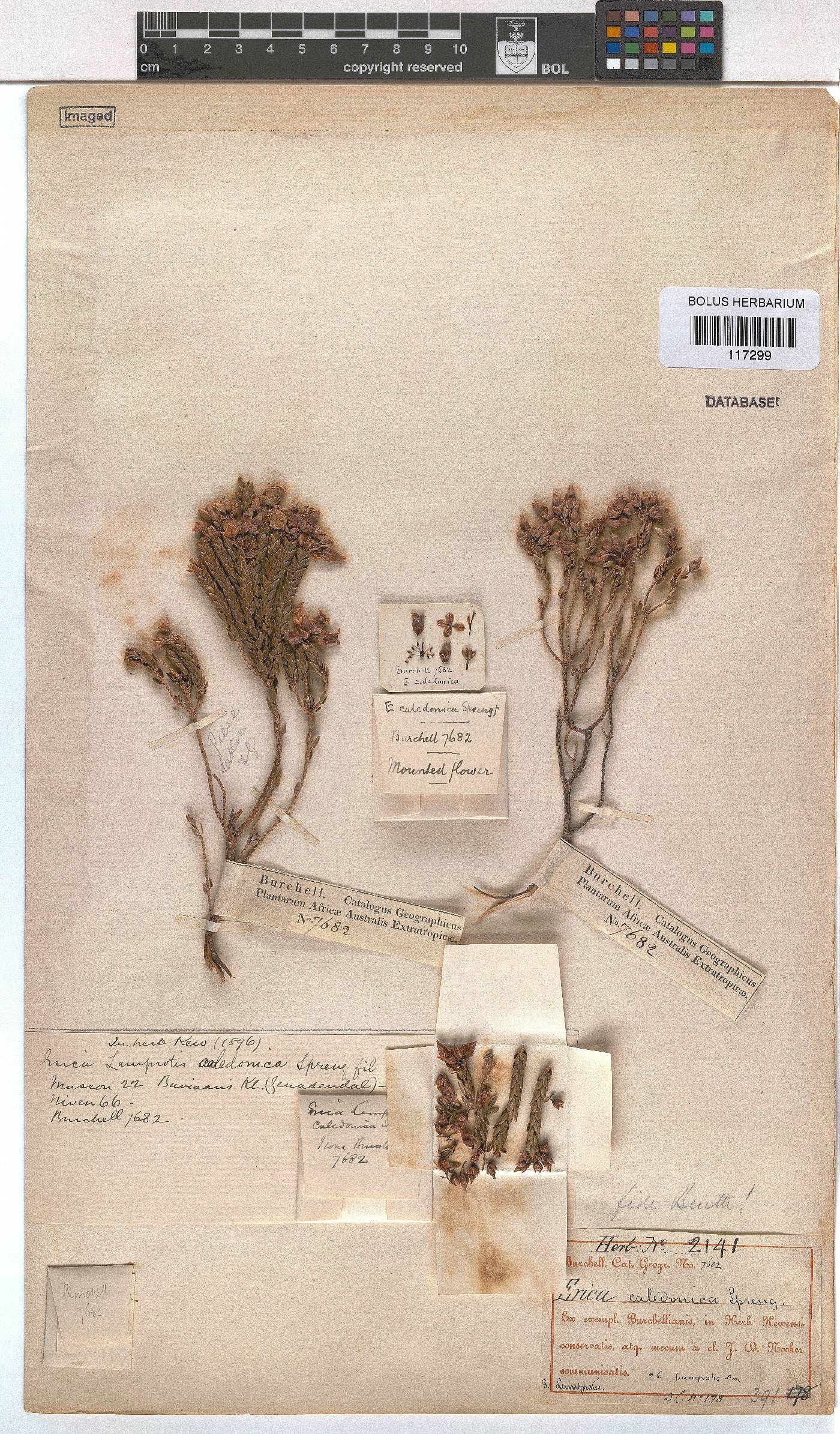 Erica caledonica image