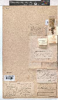 Erica chlorosepala image