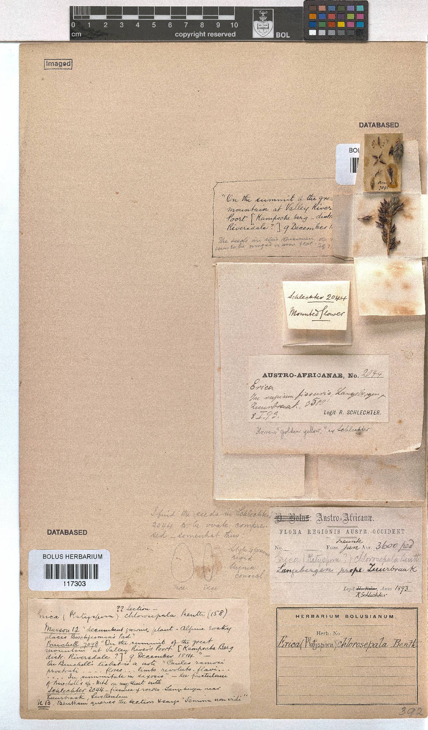 Erica chlorosepala image