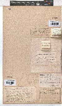 Erica chlorosepala image