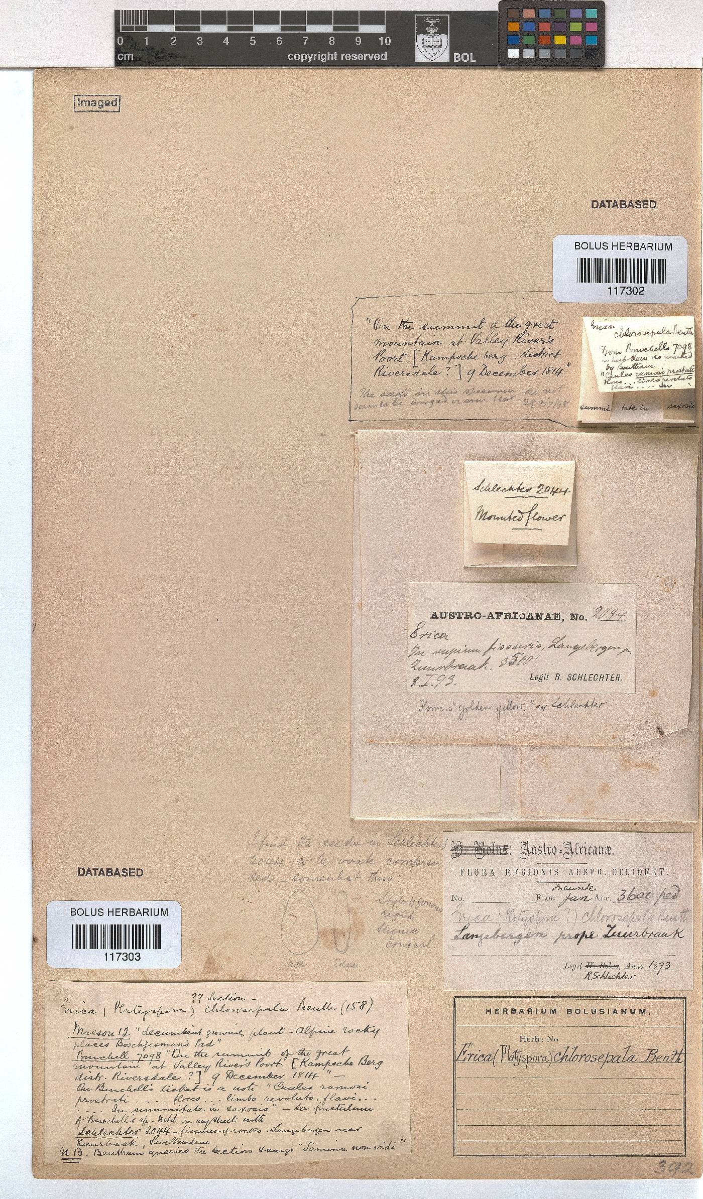 Erica chlorosepala image