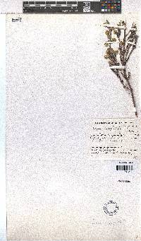 Erica capitata image