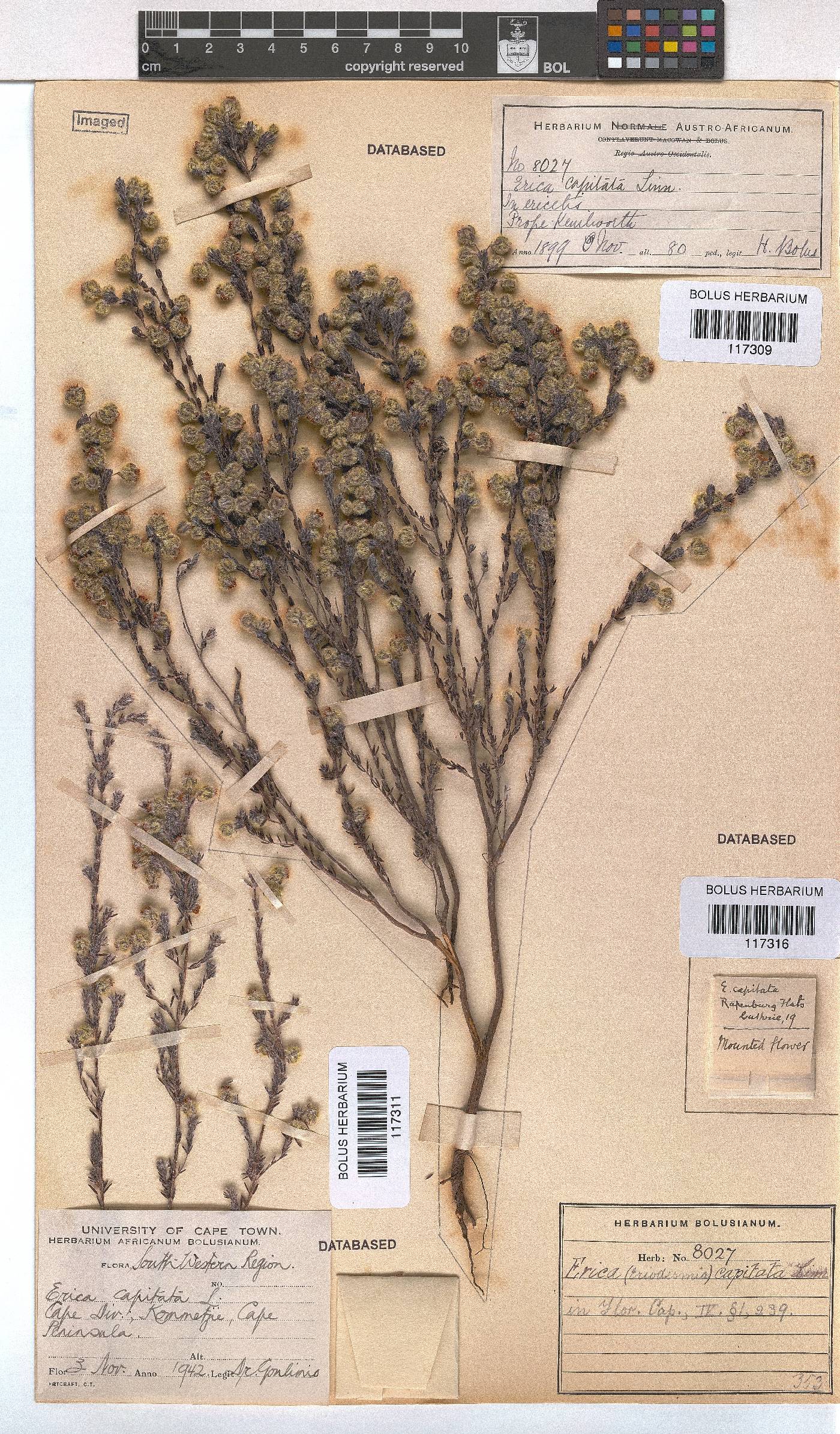 Erica capitata image