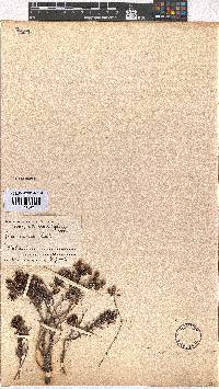 Erica ixanthera image