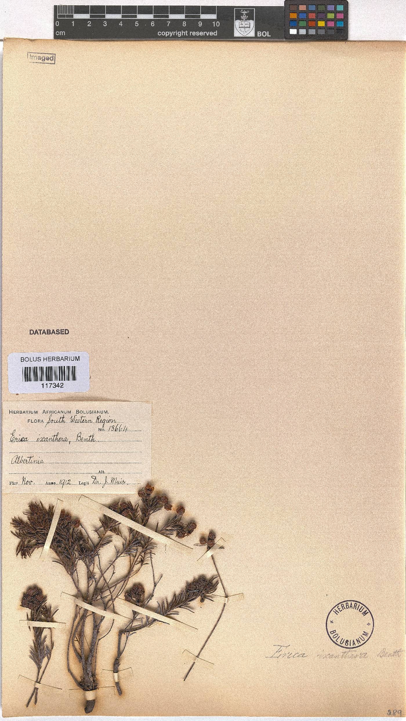 Erica ixanthera image