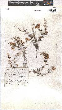 Erica ixanthera image