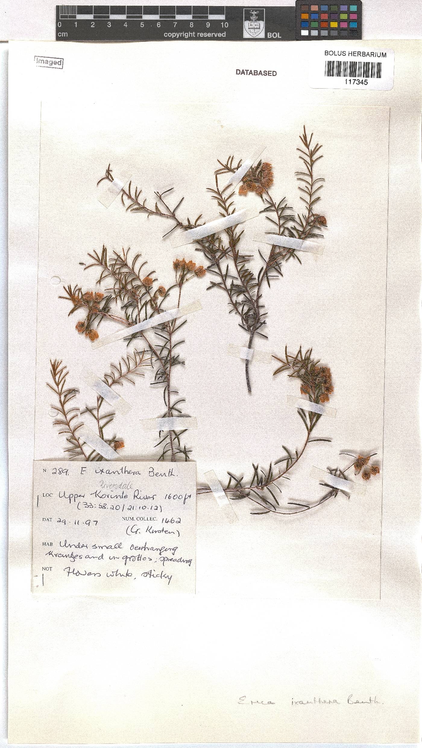 Erica ixanthera image