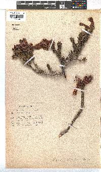 Erica hibbertii image