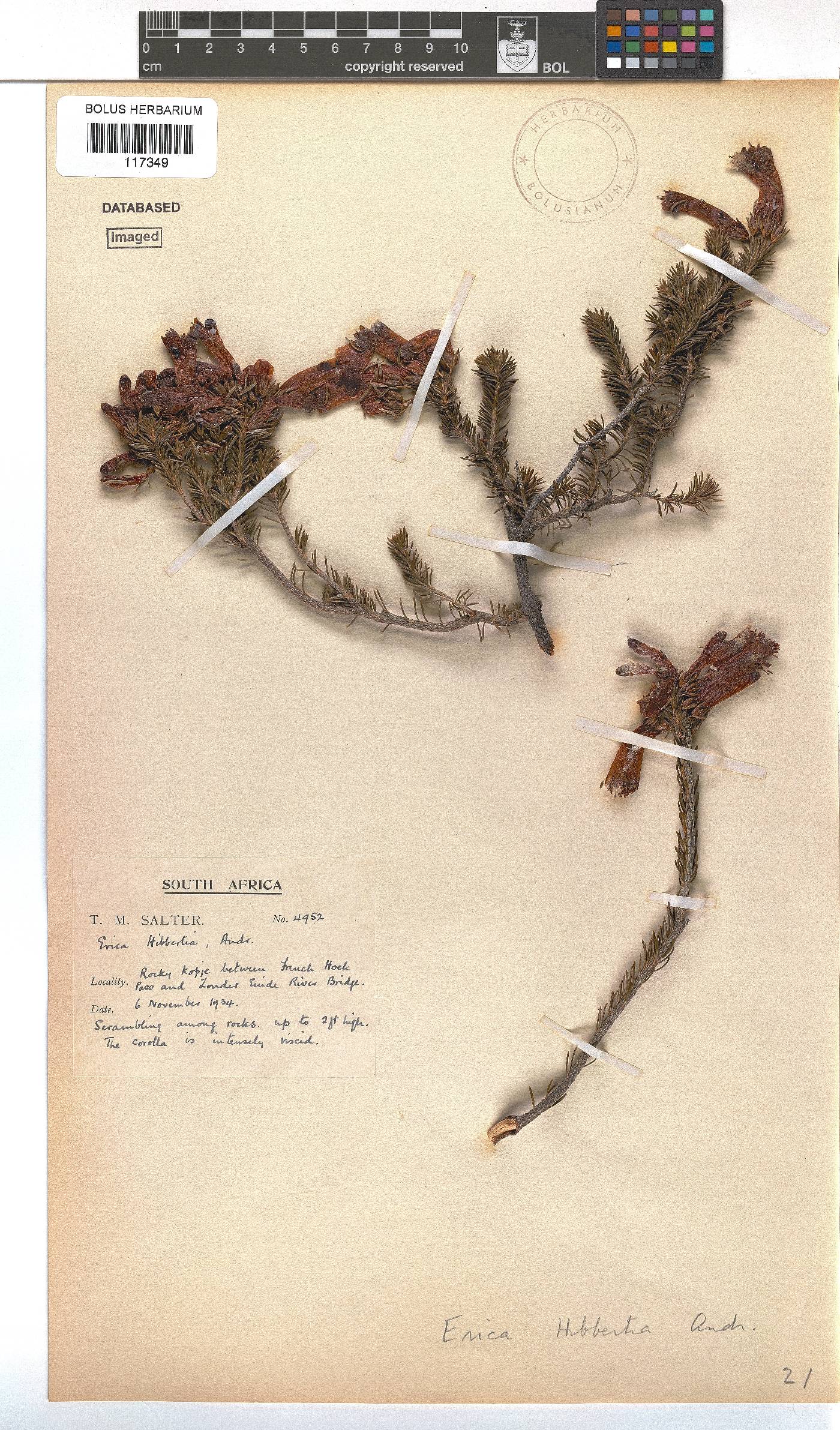 Erica hibbertii image