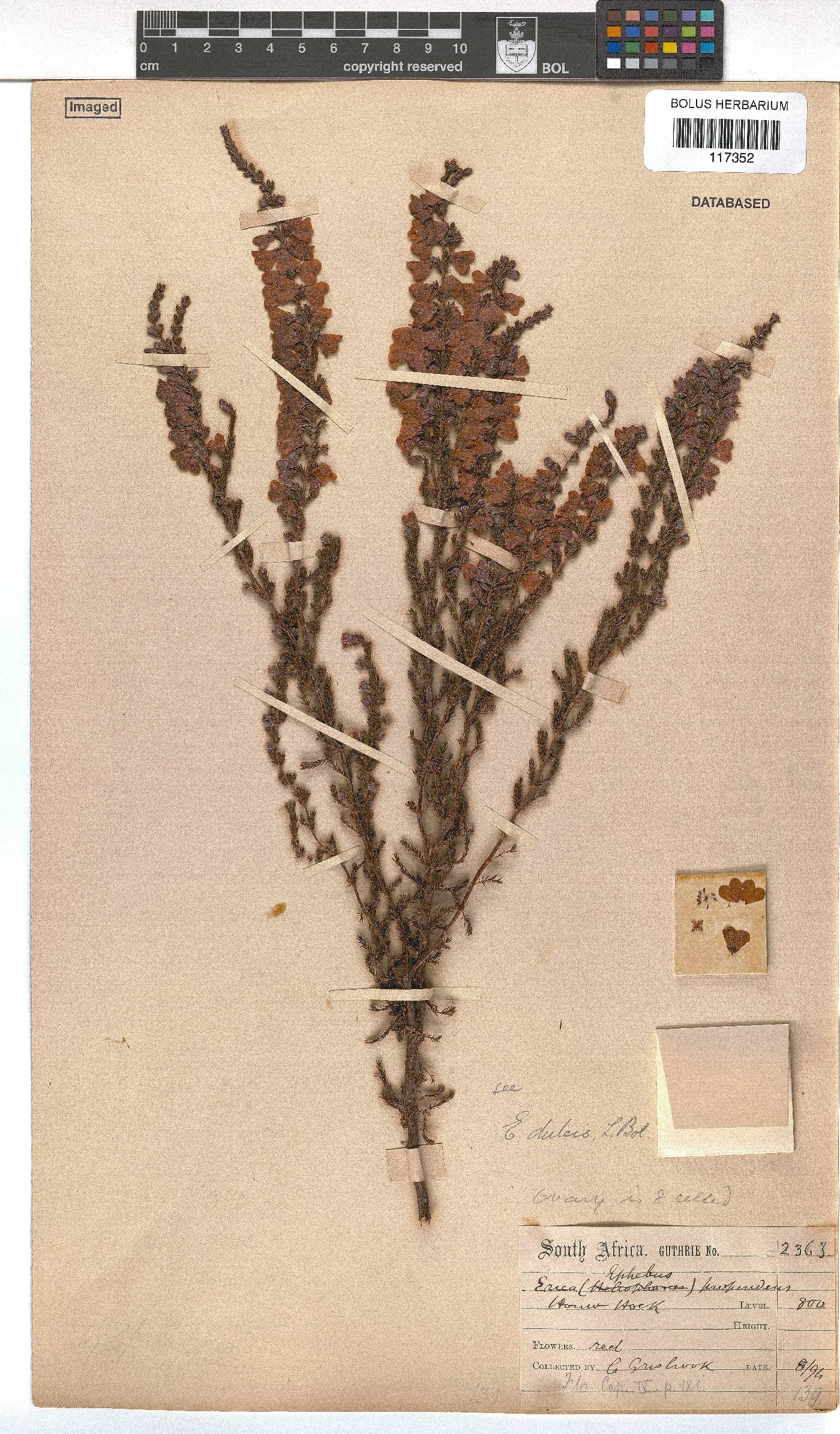 Erica propendens image