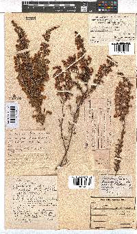 Erica propendens image