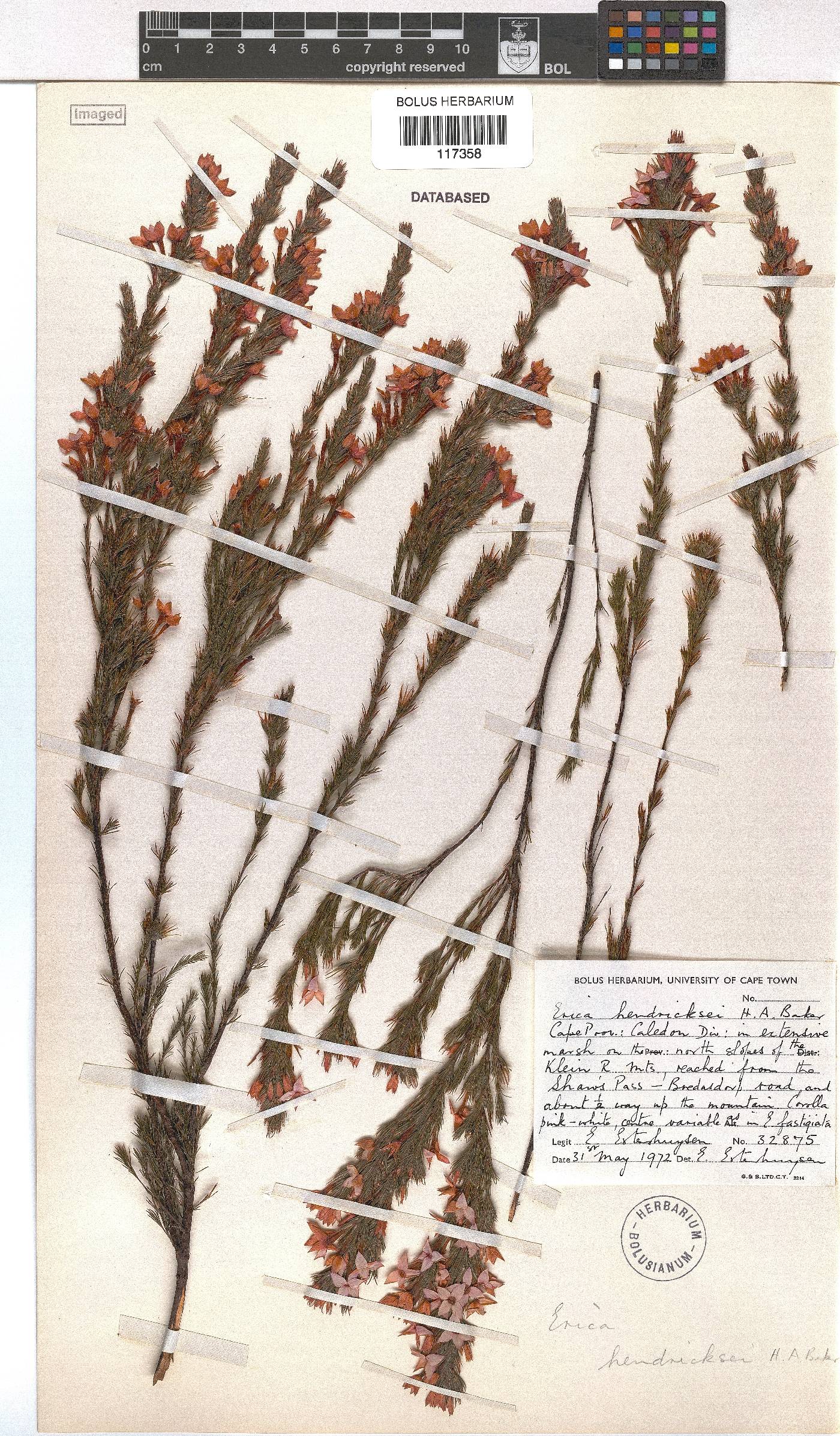 Erica hendricksei var. hendricksei image