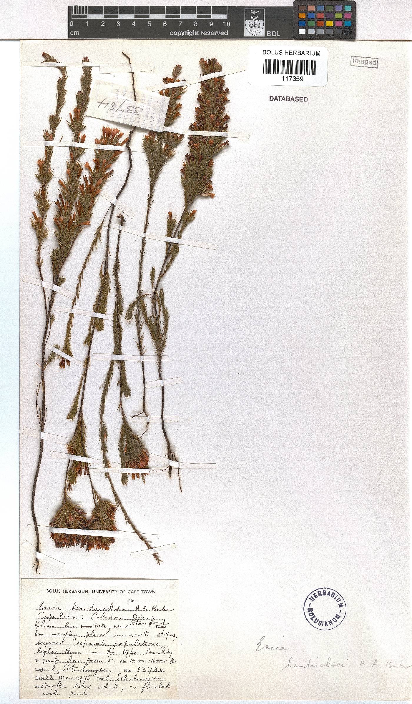 Erica hendricksei image