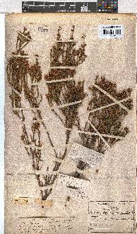 Erica margaritacea image