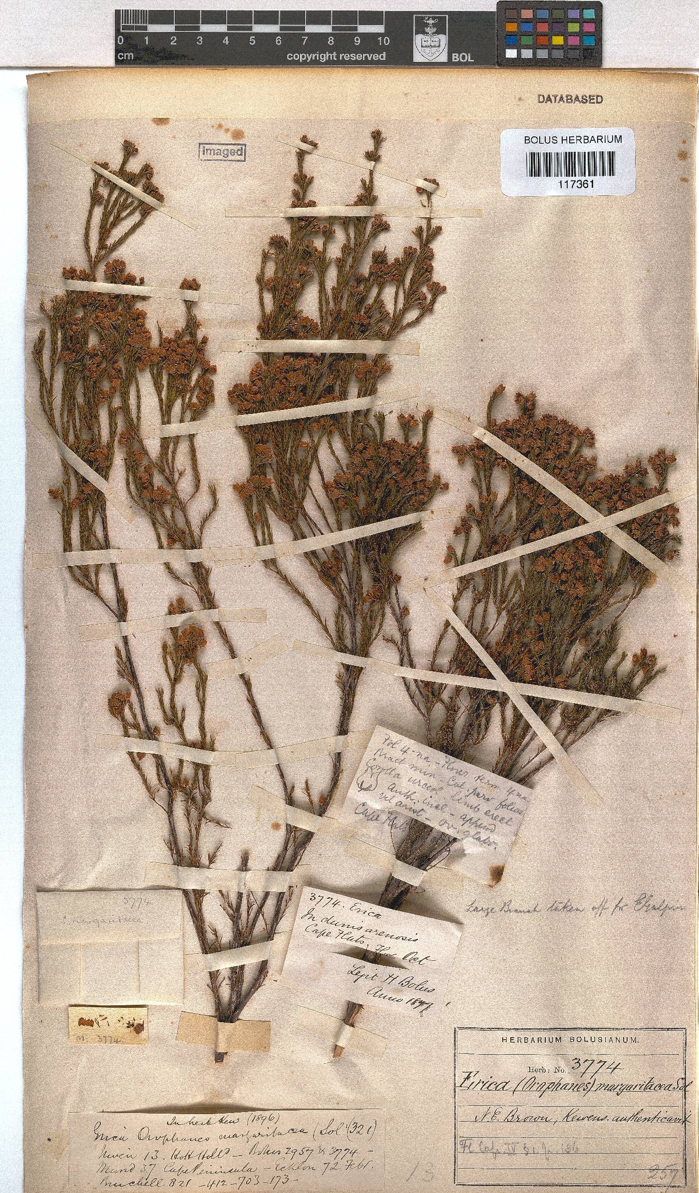 Erica margaritacea image