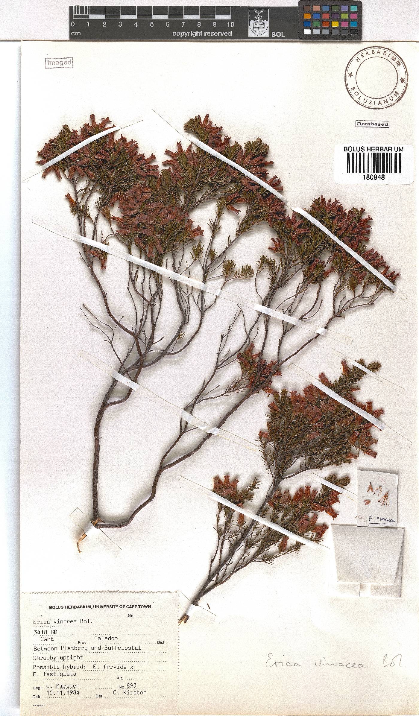 Erica × vinacea image